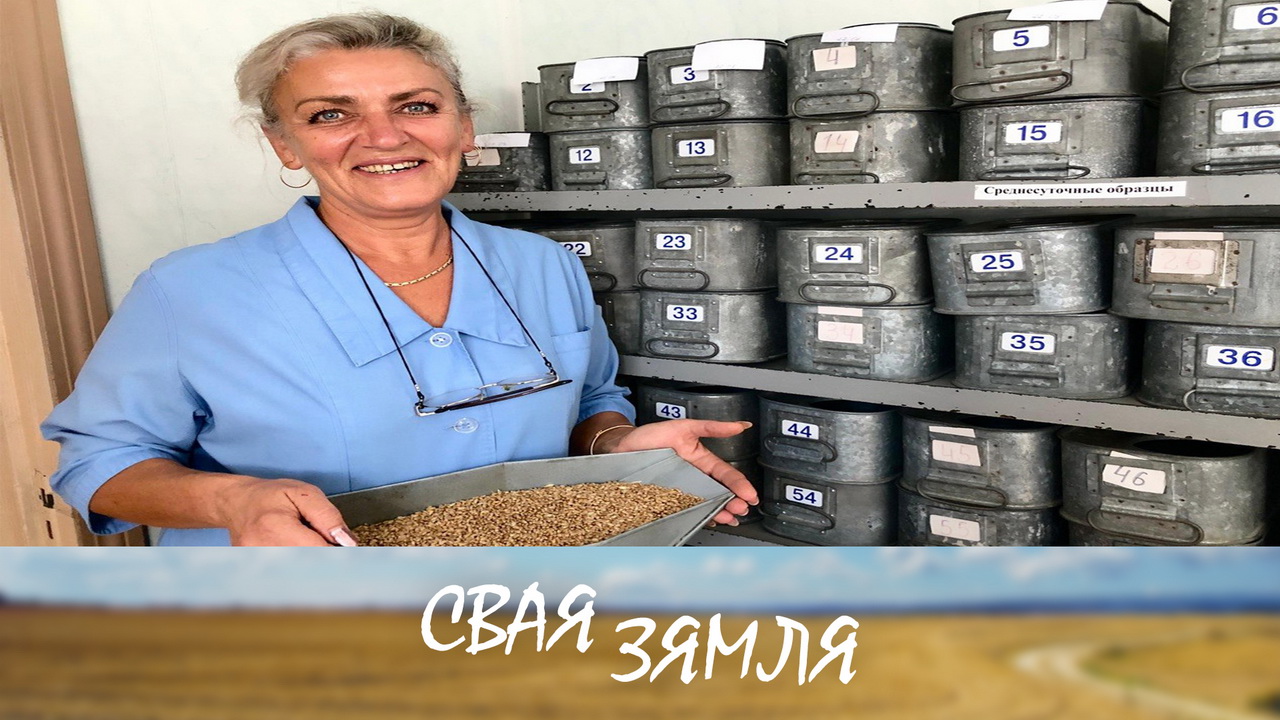 Анонс: Віцебскія аграрыі мяняюць тактыку ў раслінаводстве – «Свая зямля», 29.08.2026