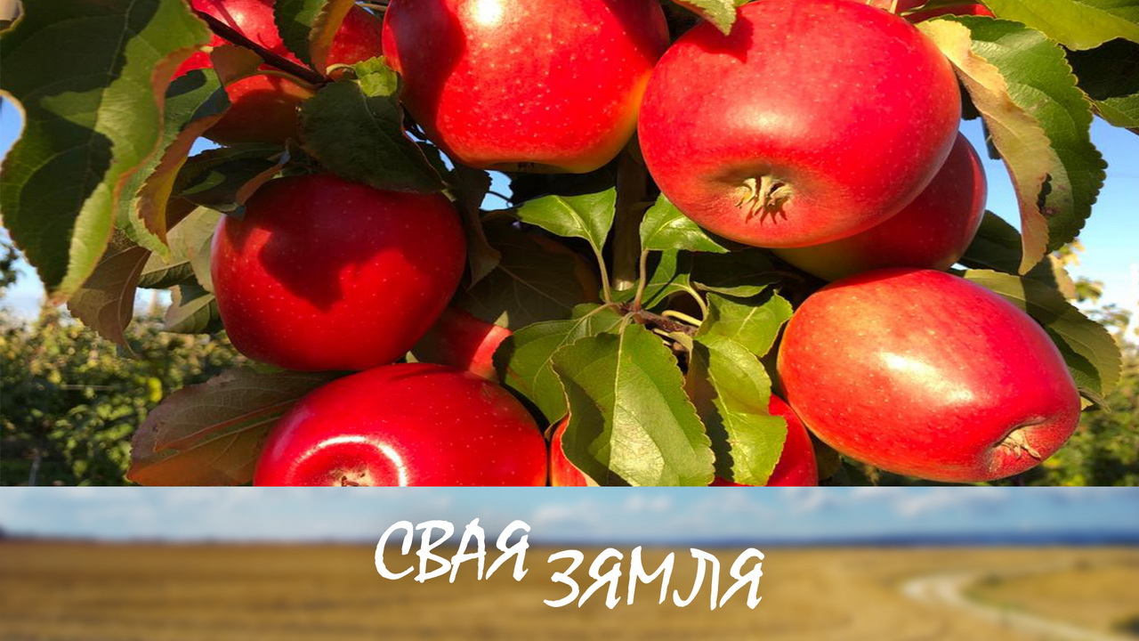 Анонс: Ці выканаюць садаводы кантракты па экспарту? – «Свая зямля», 4.11.2023