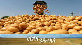 Анонс: Ці будуць беларусы з бульбай? – «Свая зямля», 24.08.2024