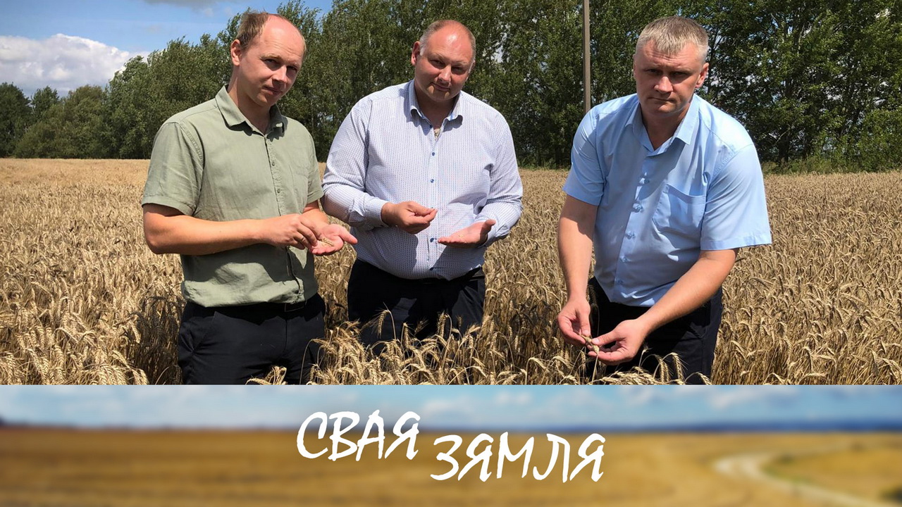 Прыбаўка ад беларускіх сартоў – «Свая зямля»