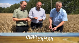 Анонс: Прыбаўка ад беларускіх сартоў – «Свая зямля», 17.08.2024