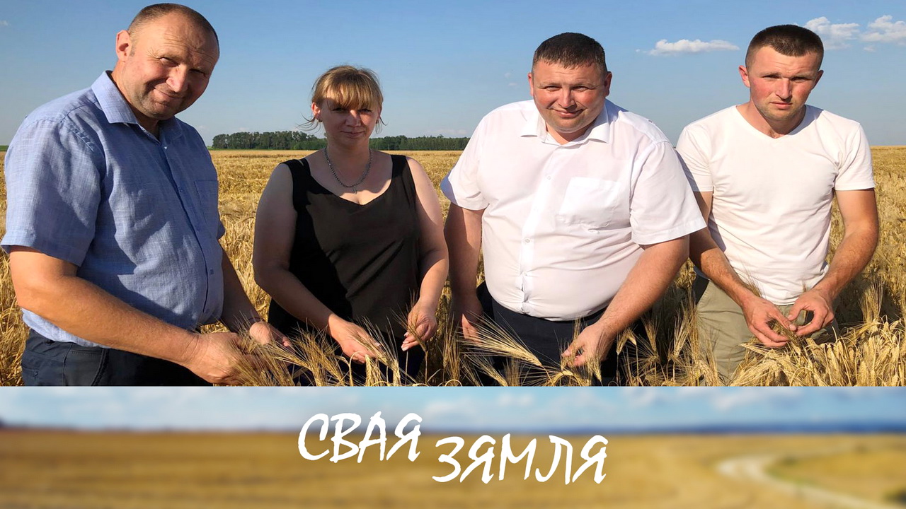 Анонс: Якія сарты паказалі ўраджайнасць? – «Свая зямля», 27.07.2024