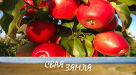Анонс: Ці выканаюць садаводы кантракты па экспарту? – «Свая зямля», 4.11.2023