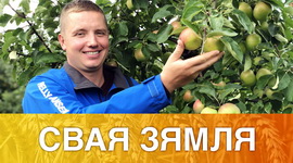 АД ЧАГО ЗАЛЕЖЫЦЬ ЯКАСЦЬ БЕЛАРУСКІХ ФРУКТАЎ І ЯГАД? – «СВАЯ ЗЯМЛЯ», 19.09.2020 (відэаанонс)