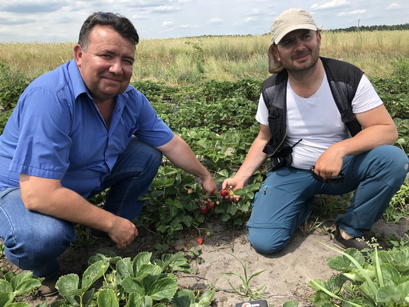 Трэці ўраджай суніц буйнаплодных садовых у Маларыцкім раёне – «Свая зямля», 19.10.2019 (відэаанонс)