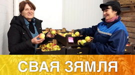 ФЕРМЕРСКІЯ ЯБЛЫКІ – ЗА ПАЛЯРНЫ КРУГ! – «СВАЯ ЗЯМЛЯ», 28.11.2020 (відэаанонс)