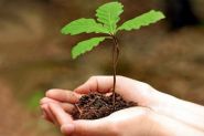 Лясное багацце краіны: захаваць і прымножыць! – «Актуальны мікрафон» (відэа+аўдыё)