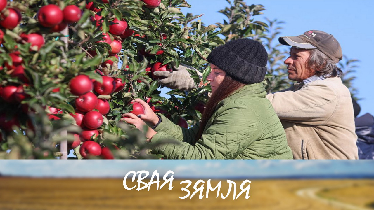 Cкладаная дылема беларускіх садаводаў – «Свая зямля»