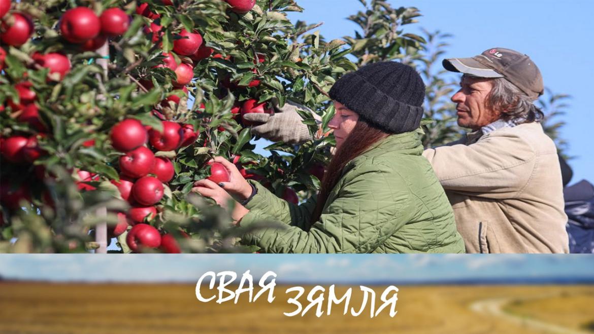 Беларускія яблыкі на паліцах магазінаў – «Свая зямля»