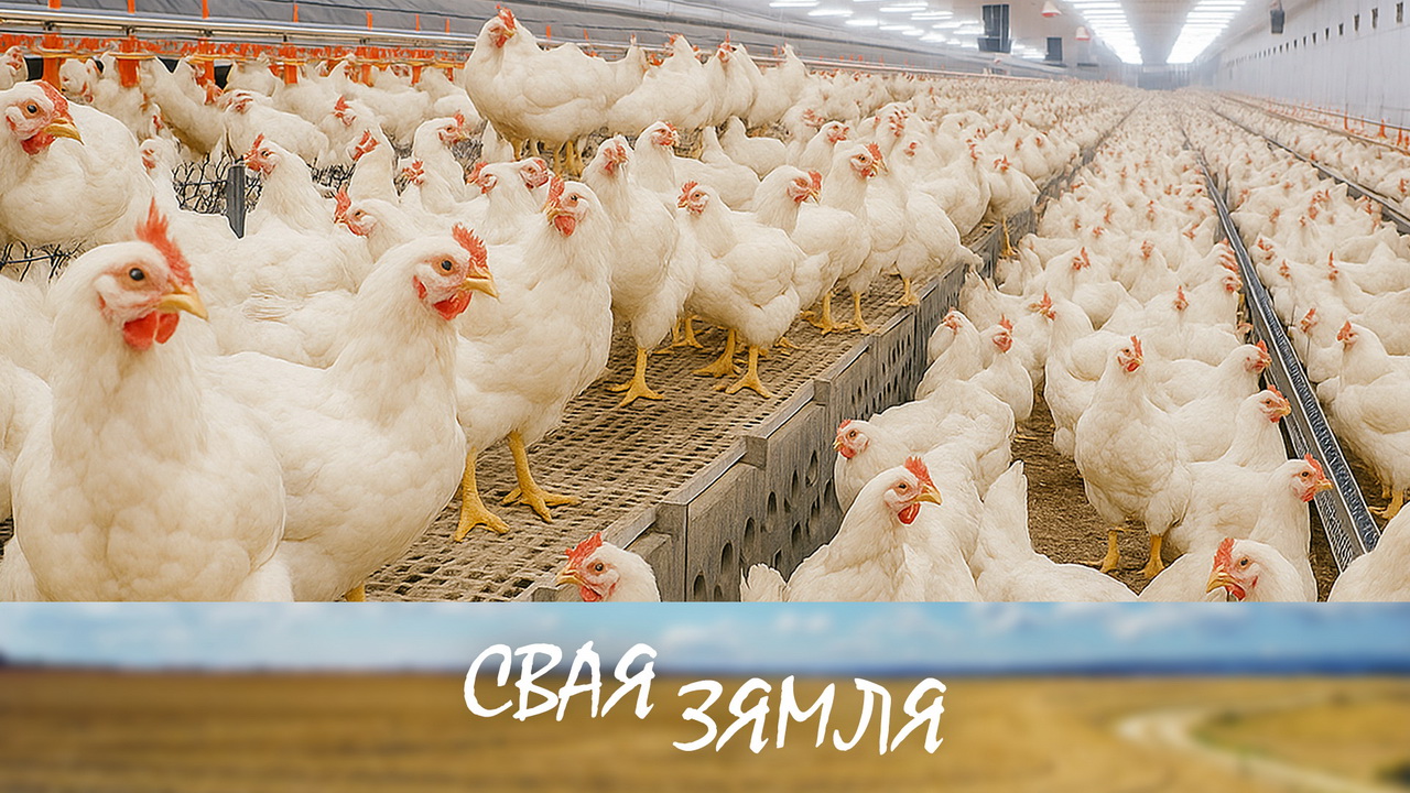 Анонс: Птушкаводы дабаўляюць у якасці – «Свая зямля», 29.11.2025