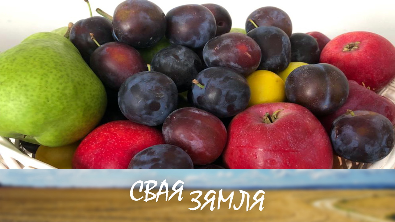Анонс: ІМПАРТАЗАМЯШЧЭННЕ БЕЛАРУСКІХ САДАВОДАЎ – «Свая зямля», 2.09.2023
