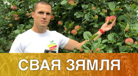 Беларускія яблыкі – у Аб'яднаныя Арабскія Эміраты! – «Свая зямля», 10.10.2020 (відэаанонс)