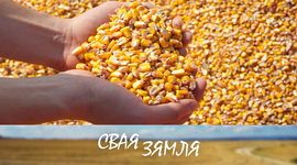 РЭКОРДЫ НА КУКУРУЗНЫМ ПАЛЕТКУ – «СВАЯ ЗЯМЛЯ», 6.11.2021 (відэаанонс)