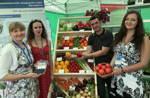 Беларускія таматы «чэры» і бульба для дранікаў – «Свая зямля», 29.06.2019 (відэаанонс)