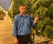 Свежыя  гуркі  з  аршанскіх цяпліц – «Свая зямля», 12.01.2018 (відэаанонс)